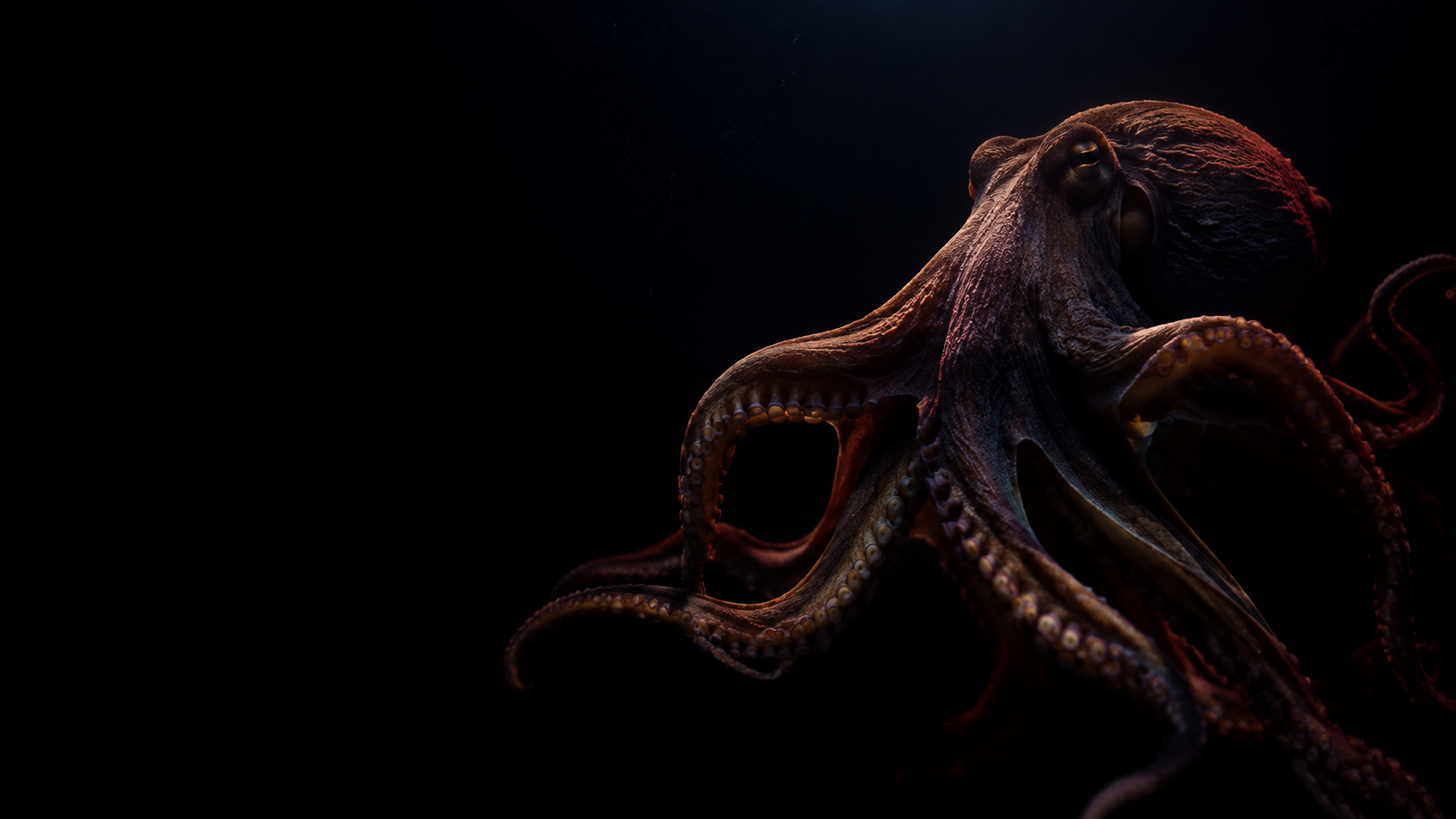 Oktopus im dunklen Wasser